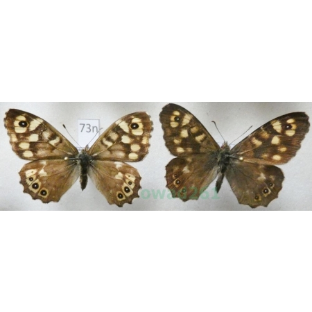 Pararge aegeria (Linnaeus, 1758) pair Osadnik egeria Poland73n